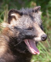 /album/zoovaria-dierentuinnieuws/dierenrijk-2-jpg/